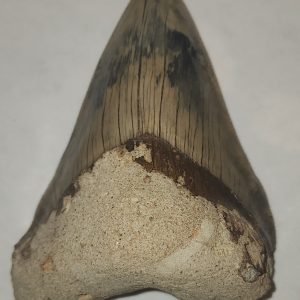 Museum-Grade Megalodon Tooth | 100% Authentic | Perfect Condition